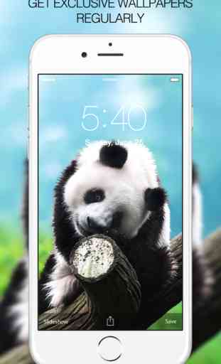 Panda Wallpapers – Panda Pictures & Panda Images 3