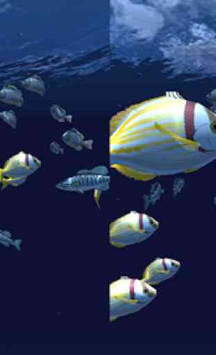 Fish Schooling VR 3