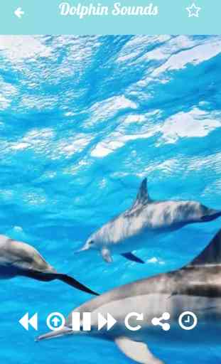 Dolphin Sounds Relax and Sleep With Calming Music 2
