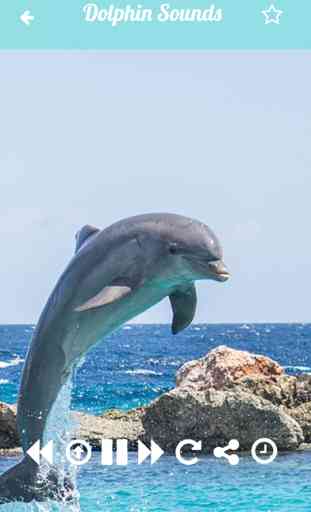 Dolphin Sounds Relax and Sleep With Calming Music 4