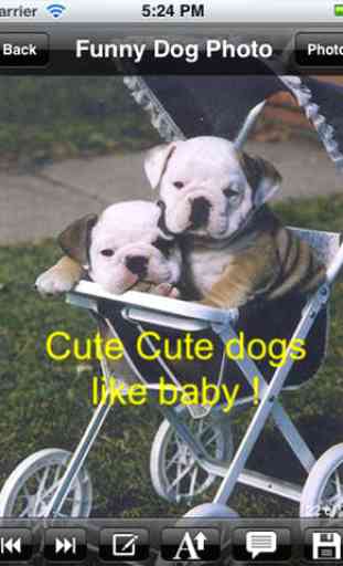 Funny Dog eCards.Funny Dog Greeting Cards.Funny Dog Wallpapers.Funny Dog Photos. 3