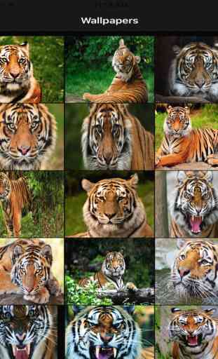 Free Tiger Wallpapers 3