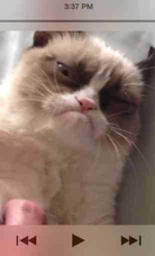 Grumpy Cat - Funny Memes, Videos, Games and More for Kids! 3