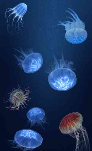Jellyfish Heaven - relax & sleep well in good dreams 1