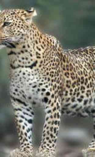Leopard** 1