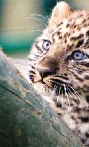 Leopard** 4