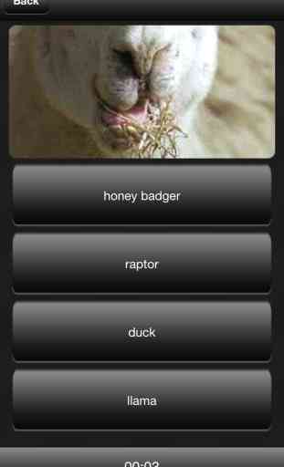 Llama or Duck or Honey Badger or Raptor? 2