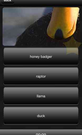Llama or Duck or Honey Badger or Raptor? 3