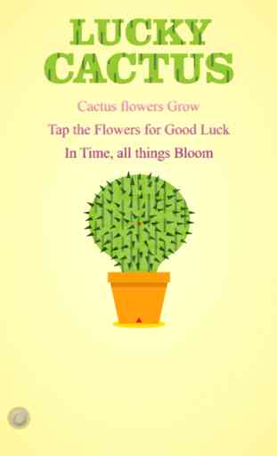 Lucky Cactus Mini 1