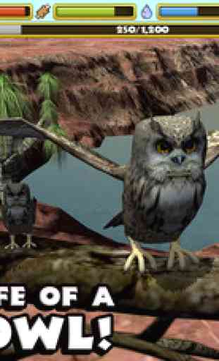 Owl Simulator 1