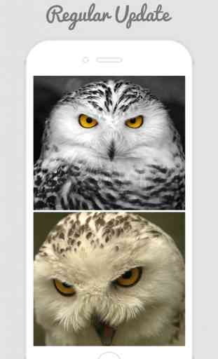 Owl Wallpapers - Stunning Collections Of Owl 3