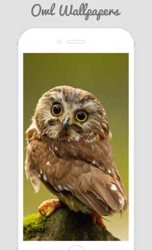 Owl Wallpapers - Stunning Collections Of Owl 4