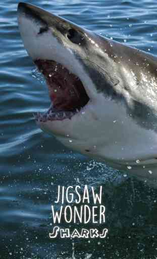 Shark Puzzles for Kids Jigsaw Wonder Collection 1