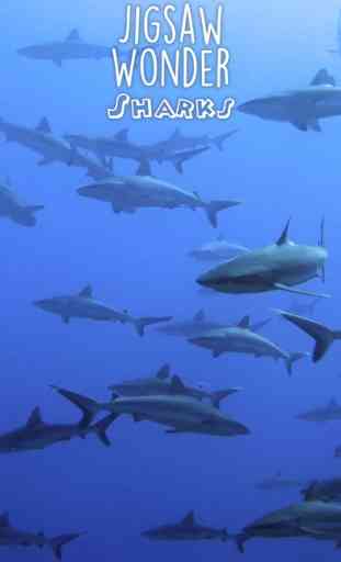 Shark Puzzles for Kids Jigsaw Wonder Collection 3