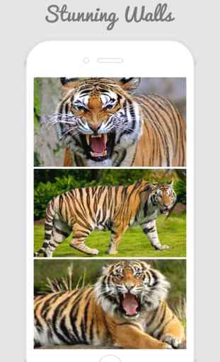 Tiger Wallpapers - Best Animal Background 1