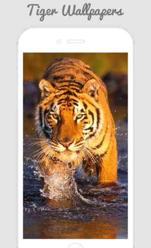Tiger Wallpapers - Best Animal Background 2