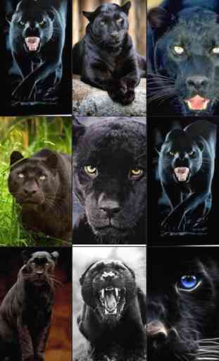 Wild Black Panther Wallpapers & Animal Pictures 1