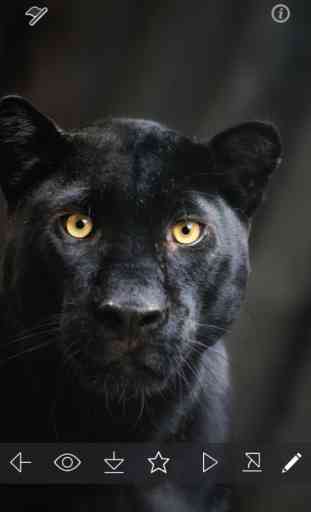 Wild Black Panther Wallpapers & Animal Pictures 2