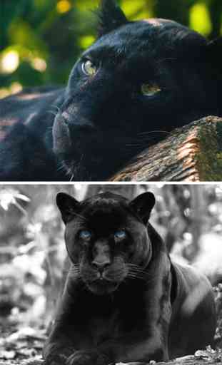 Wild Black Panther Wallpapers & Animal Pictures 3