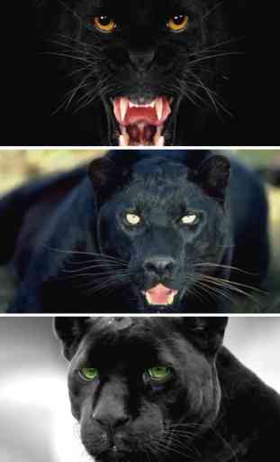 Wild Black Panther Wallpapers & Animal Pictures 4