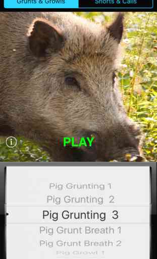 Wild Hog Soundboard - Grunts, Calls, Groans & More 1