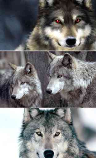 Wolf Wallpapers - Best Wolf Wallpapers Collection 1