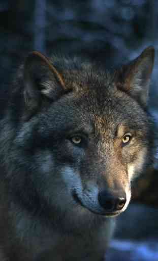 Wolf Wallpapers - Best Wolf Wallpapers Collection 4