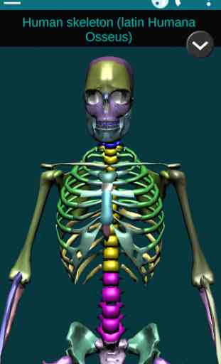 Bones Human 3D (anatomy) 1