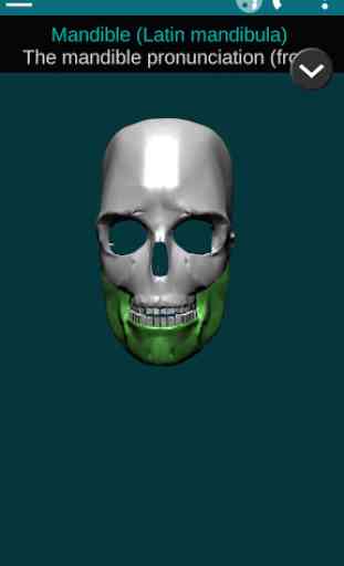 Bones Human 3D (anatomy) 2