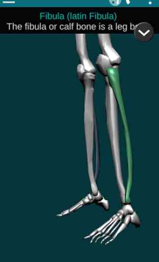 Bones Human 3D (anatomy) 4