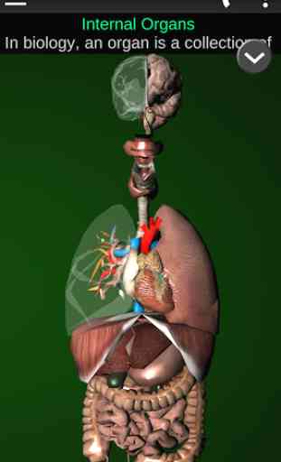 Organs 3D (Anatomy) 1