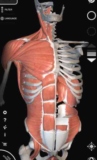 Muscle | Skeleton - 3D Anatomy 1
