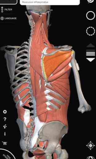 Muscle | Skeleton - 3D Anatomy 2