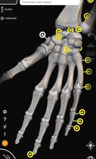 Muscle | Skeleton - 3D Anatomy 3