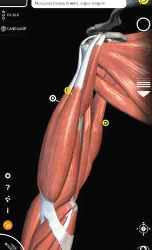 Muscle | Skeleton - 3D Anatomy 4