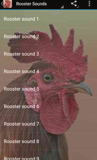 Rooster Sounds 2
