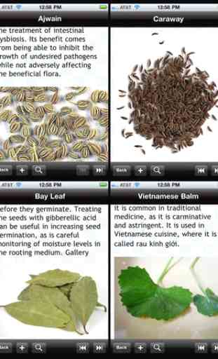 Culinary Herbs & Spices Encyclopedia 2